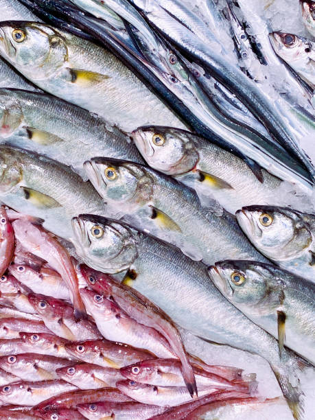 Raw fresh fishes