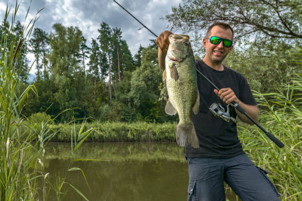 Bass fishing. Big bass fish in hands of pleased fisherman with spinning rod at lake. Largemouth perch at pond Bass fishing. Big bass fish in hands of pleased fisherman with spinning rod at lake. Largemouth perch at pond fish with big lips stock pictures, royalty-free photos & images