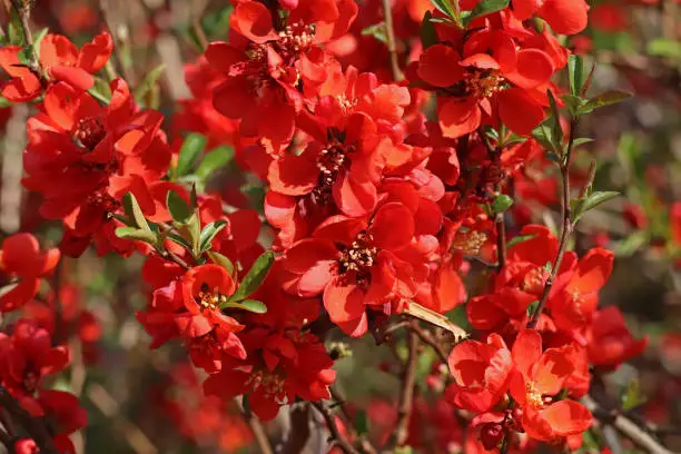 27 march 2022, Basse Yutz, Yutz, Thionville Portes de France, Moselle, Lorraine, Grand Est, France. In early spring, in a public park, a close-up of red Japanese Quince flowers.