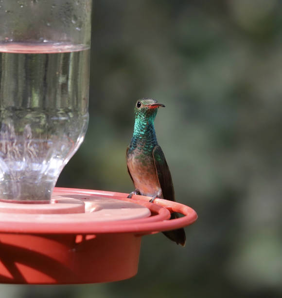 istock Buff-bellied Hummingbird (amazilia yucatanensis) perched on a traditional feeder 1390316622