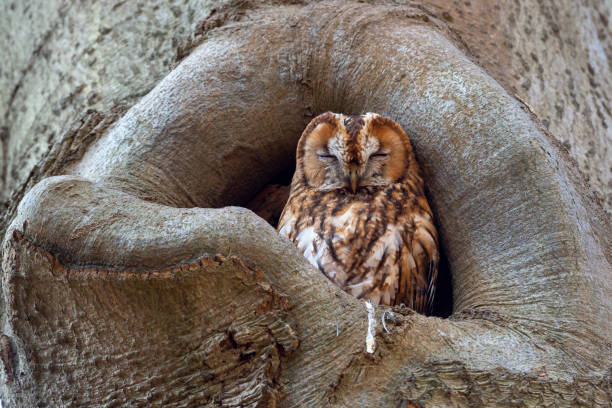 Tawny owl or brown owl (Strix aluco) in a hole in a beech tree in Baarn, the Netherlands.