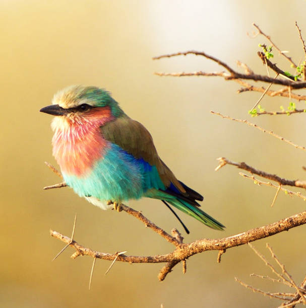 istock Tarangire Wildlife pictures 1390318511