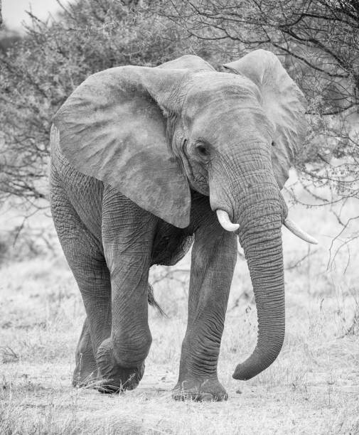 istock Tarangire Wildlife pictures 1390318513