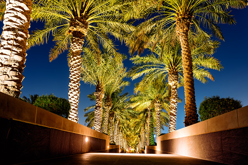 Road in the park or on the territory of a luxury hotel with palm trees on the sides at night