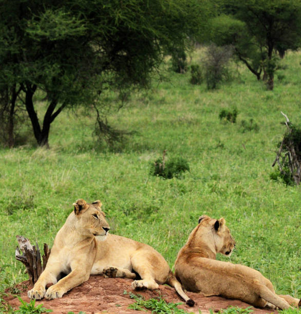 istock Tarangire Wildlife pictures 1390318670