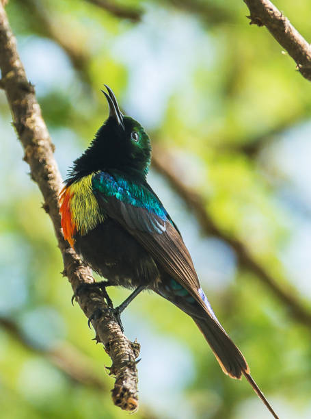 istock Tarangire Wildlife pictures 1390318821