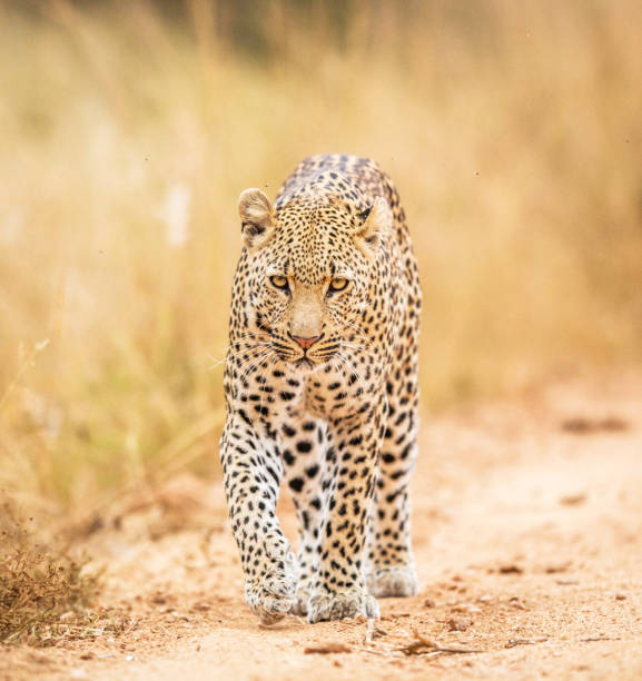 istock Tarangire Wildlife pictures 1390318884