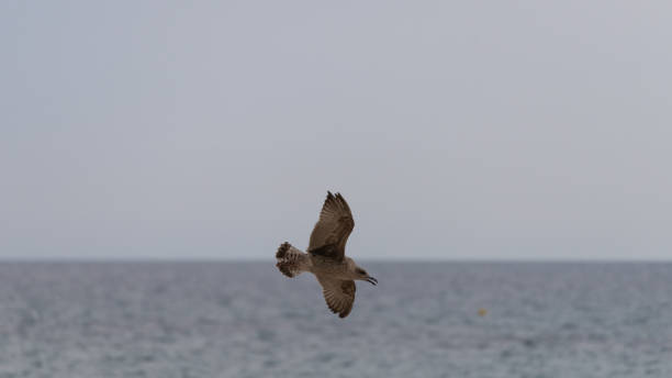 istock Seabird flies with wings spread over the horizon line. 1390318995
