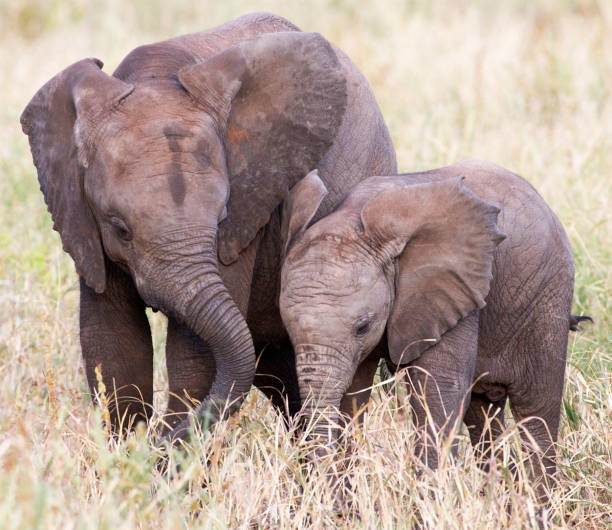 istock Tarangire Wildlife pictures 1390319558