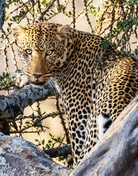 istock Tarangire Wildlife pictures 1390319848