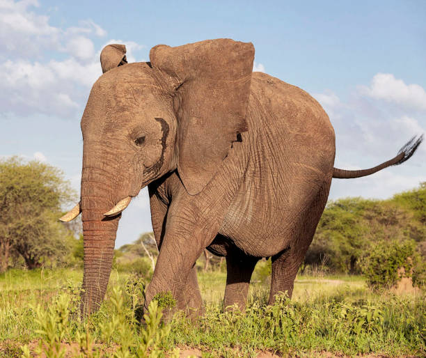 istock Tarangire Wildlife pictures 1390319940