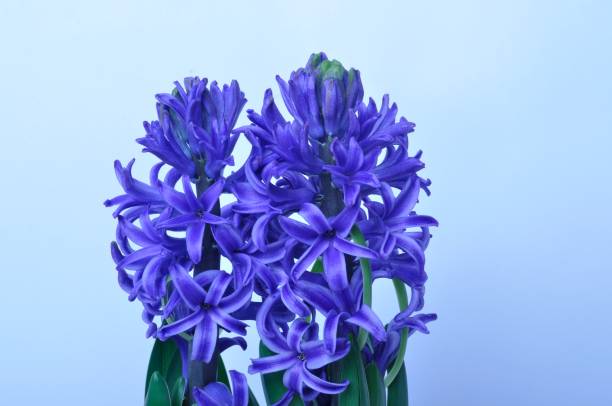 istock Studio shot of a hyacinth 1390319981
