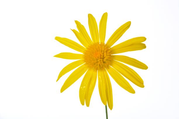 istock savannah daisies on a white background 1390319991