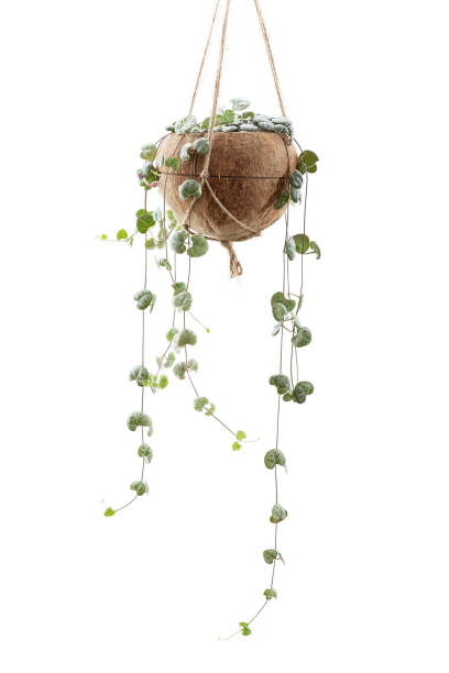 istock String of Hearts plant in DIY coconut shell pot 1390320111