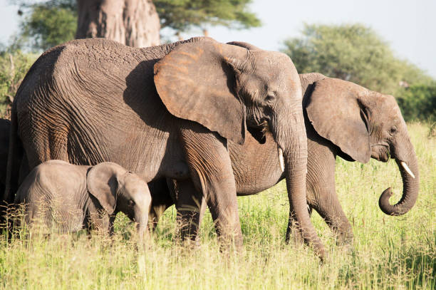 istock Tarangire Wildlife pictures 1390320639