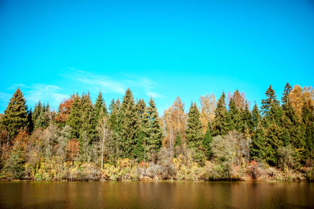 istock Autumn yellow leaves against the blue sky 1390322155