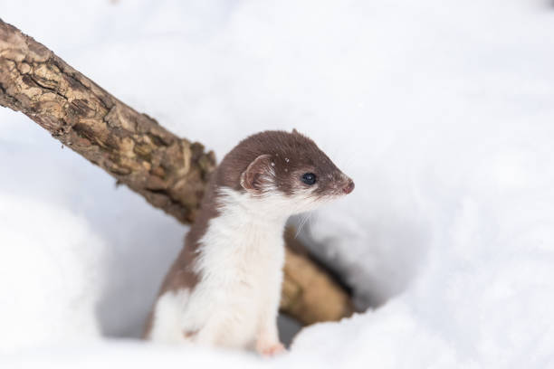 istock Least Weasel (Mustela nivalis) in snowy March