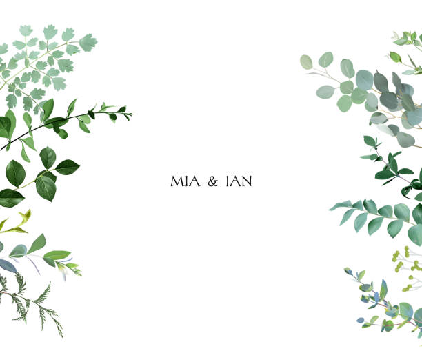 ziołowa pozioma ramka wektorowa. ręcznie malowane rośliny, gałęzie, liście na białym tle - wedding flower decor invitation stock illustrations