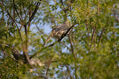 Indian Grey Hornbill sitting in a tree