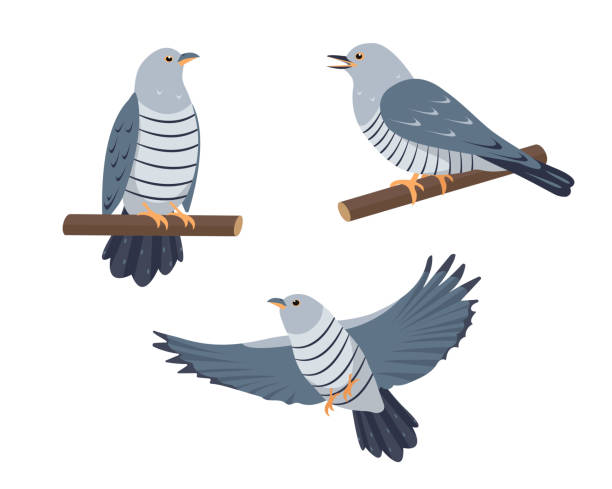 1,223 Cuckoo Bird Illustrations & Clip Art - iStock | Cuckoo bird white  background, Cuckoo bird clock
