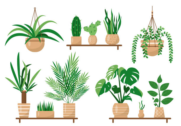 ilustraciones, imágenes clip art, dibujos animados e iconos de stock de alberga plantas de interior y flores decorativas en macetas en estantes en macetas. - cactus green environment nature