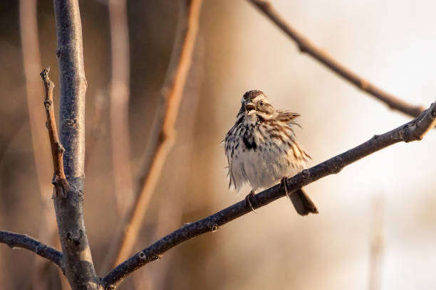 istock Small song sparrow perched on a branch singing 1390325869