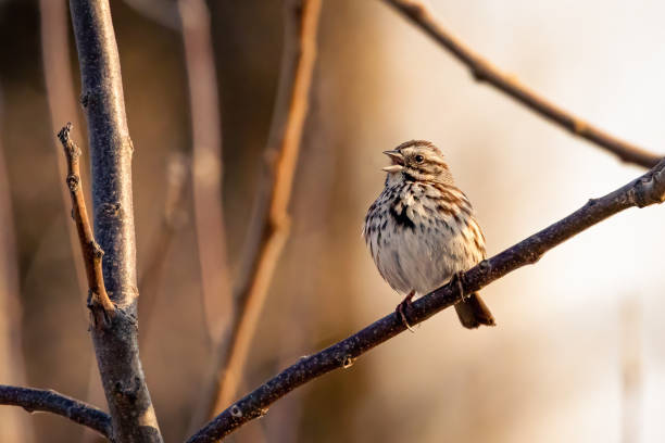 istock Small song sparrow perched on a branch singing 1390325932