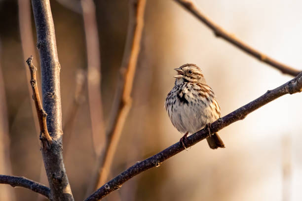 Small song sparrow perched on a branch singing stock photo