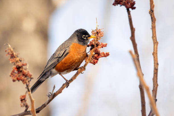 American robin perched on a Sumac branch stock photo