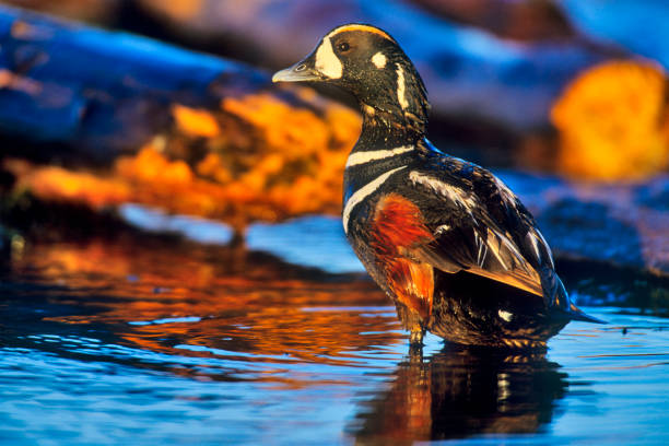 Harlequin Duck found in a small wetlands pond  located on Vancouver Island, British Columbia