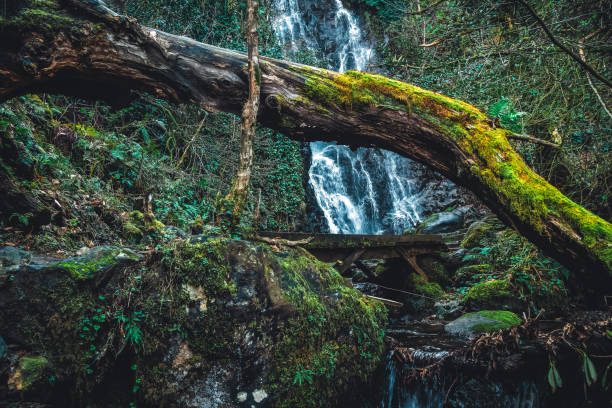 beautiful, atmospheric, rich mountain, forest landscape with a waterfall, a fallen tree, moss, green plants. concept of travel, tourism. beautiful natural nature background - leaf autumn falling tree imagens e fotografias de stock