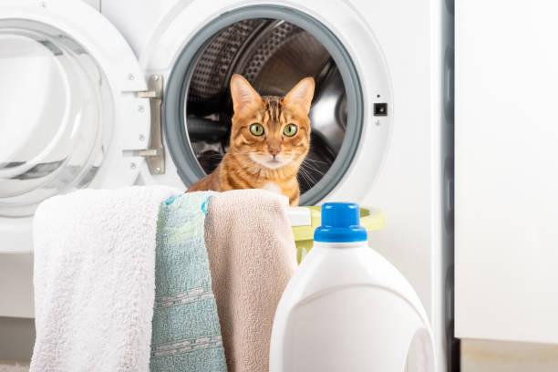 bengal cat with dirty laundry at the electric washing machine. - domestic cat towel pets animal imagens e fotografias de stock