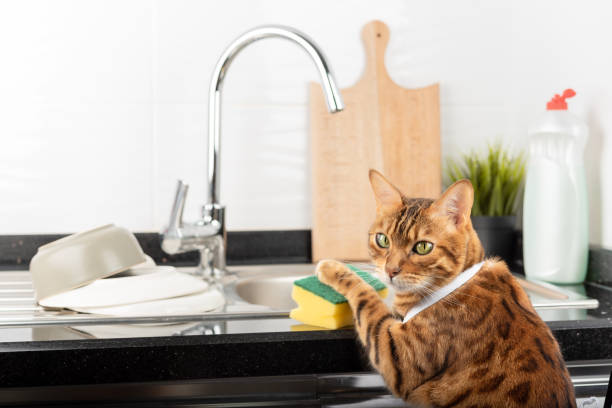istock Domestic cat washing dishes with a sponge. 1390328306