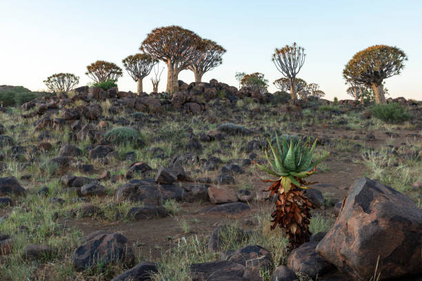 A trio of quiver trees stands silhouetted against a golden Namibian sky. The last light of day paints the horizon in warm tones, enhancing the surreal, sculptural forms of these iconic desert trees.