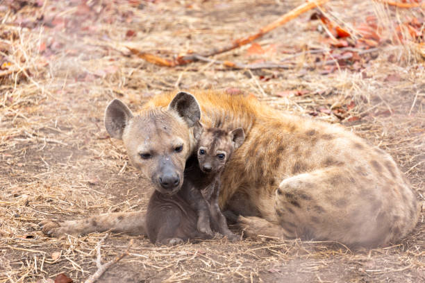 istock Hyena cub cuddle up with it's mother 1390328383