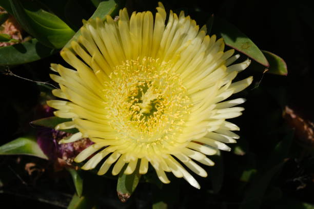 Yellow Australian Pig Face or Carpobrotus Rossii close-up