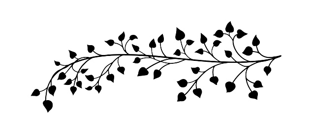 Decorative ivy vine design element, minimalistic vector of leaves in outline, plant stem or tree branch clip-art, pretty curving floral design isolated on white background