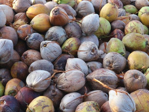 istock Photo of a pile of coconuts 1390331702