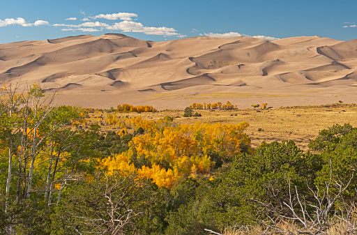 The Great Sand Dunes Rising Above the Fall Forest in Great Sand Dunes National Park in Colorado