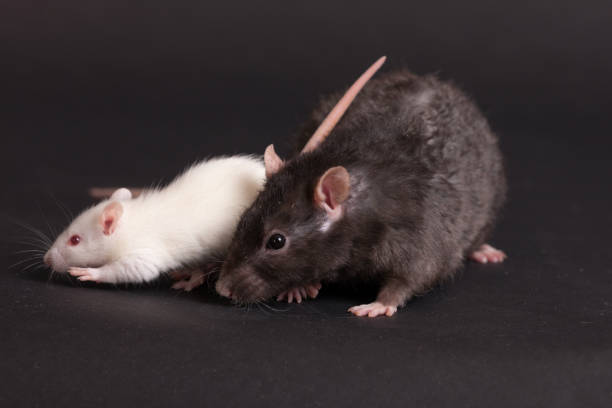 istock white and black domestic rats 1390333786
