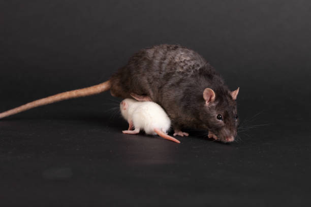 istock white and black domestic rats 1390333802