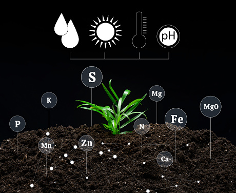 Soil quality control, fertilization with minerals during the cultivation of agricultural plants. Green sprout on fertile soil.