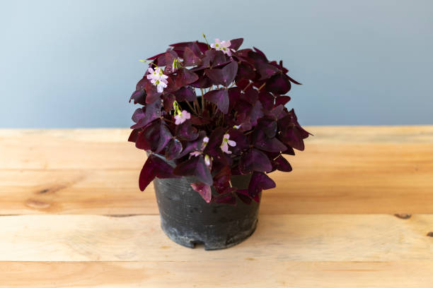 Purple shamrocks plant in a plastic nursery pot Purple shamrocks plant in a plastic nursery pot oxalis triangularis stock pictures, royalty-free photos & images