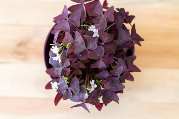 Purple shamrock plant high angle view Purple shamrock plant high angle view oxalis triangularis stock pictures, royalty-free photos & images