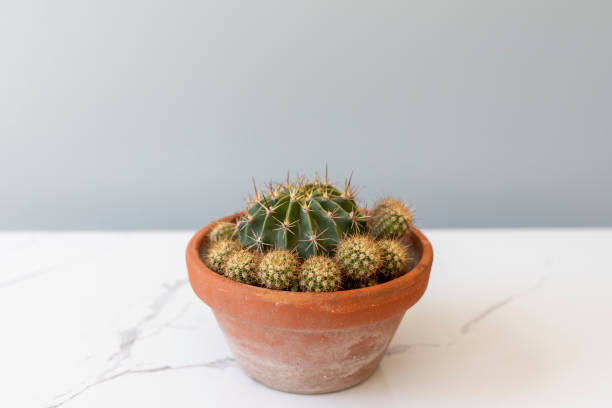 istock Cactus with offsets in a pot 1390336553