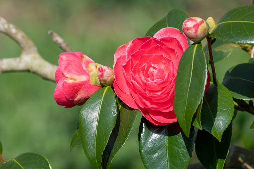 Close up of a common camellia (camellia japonica) flower in bloom