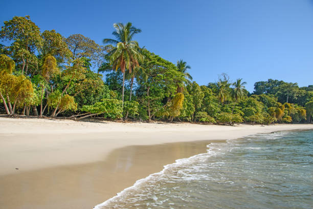 pristine tropical beach - Manuel Antonio NP pristine tropical beach manuel antonio national park stock pictures, royalty-free photos & images