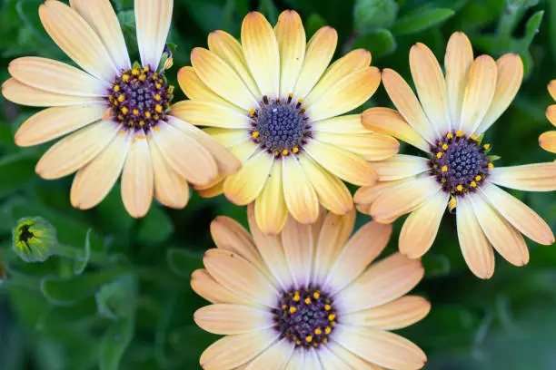 African daisies come in many colors, one of which is yellow.