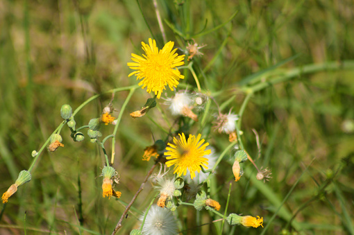 Close-up of perennial sowthistle in bloom with green blurred plants on background
