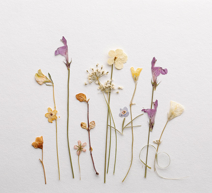 Different colorful dried medow  flowers